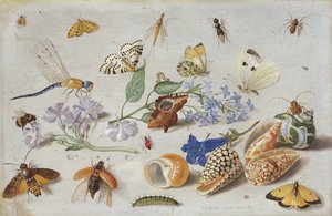 蝶と他の昆虫、1661年（銅に油彩）